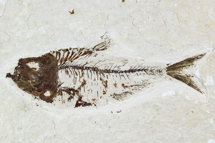 Fossil Fish Plate (Diplomystus) - Wyoming #111266